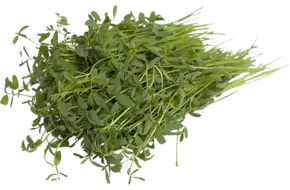 Linzen cress 25gr